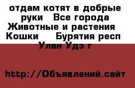 отдам котят в добрые руки - Все города Животные и растения » Кошки   . Бурятия респ.,Улан-Удэ г.